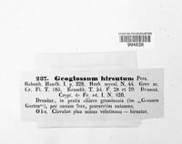 Geoglossum hirsutum image